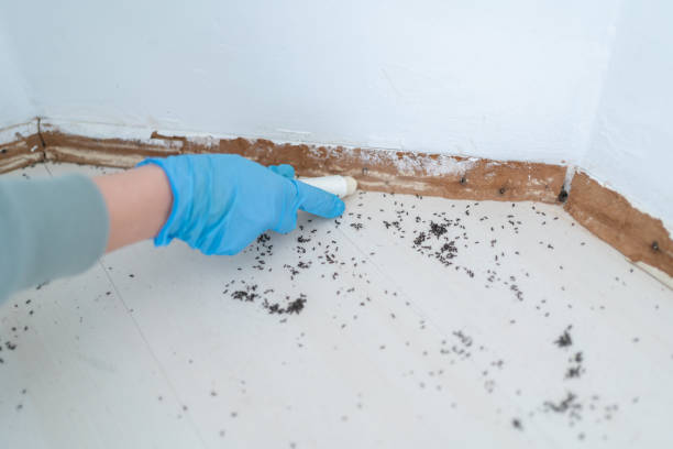 Best Insect Control  in Black Point Green Point, CA